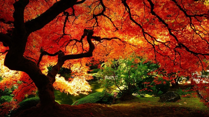 red leaves, red, nature