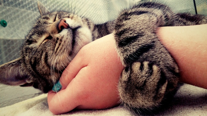 cat, hand, painted nails, animals