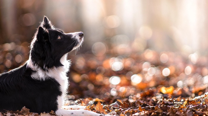 depth of field, dog, fall, leaves, nature, animals