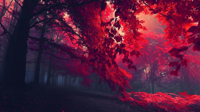 red leaves, red, nature, mist