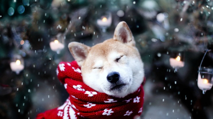 Shiba Inu, animals, dog, snow