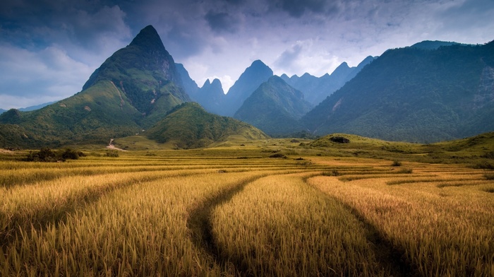 Vietnam, mountain, forest, spikelets, field, hill, landscape, trees, clouds, nature
