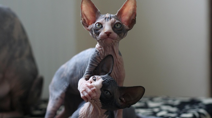 Sphynx cat