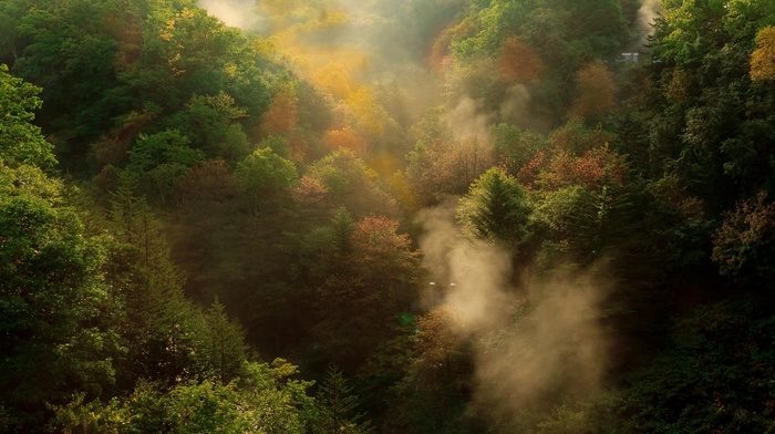 trees, forest, sunrise, nature, morning, fall, mist, landscape, mountain