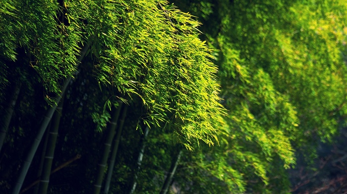 green, trees, bamboo