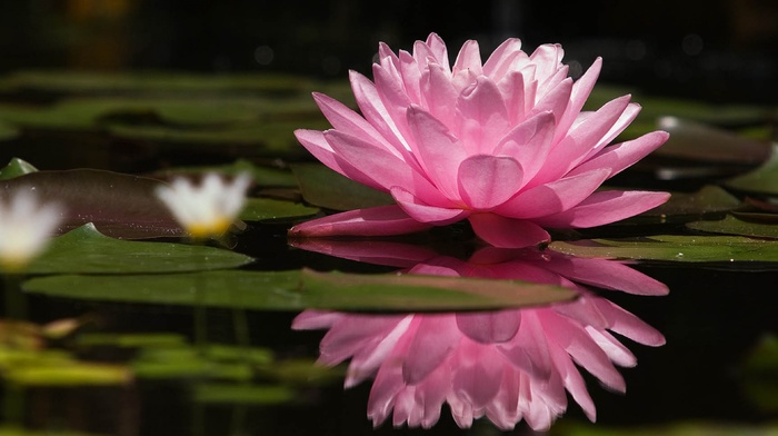 nature, lotus flowers