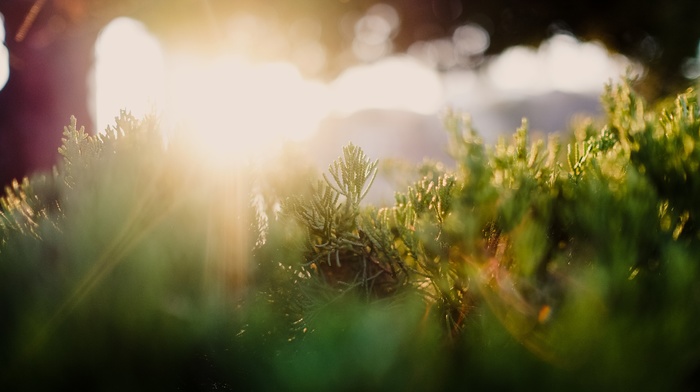 photography, grass, sun rays, plants