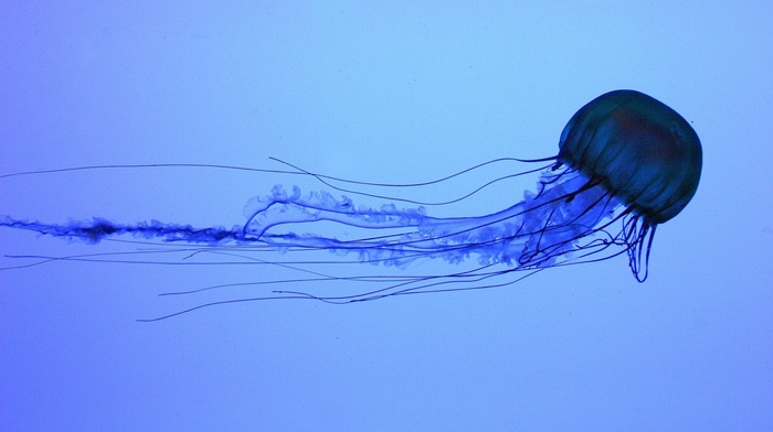 jellyfish, Medusa, water, animals