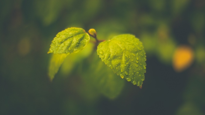 macro, rain, leaves, blurred, water drops, photography