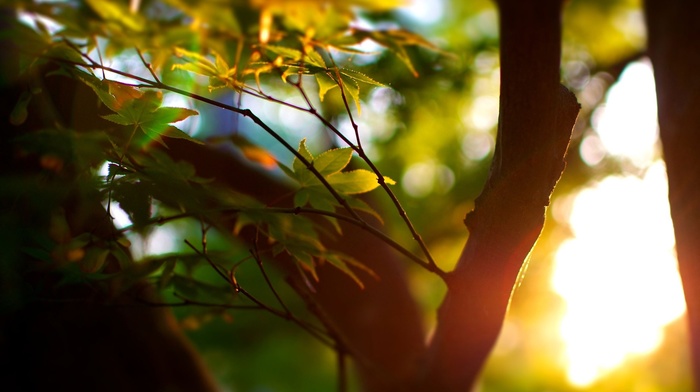 bokeh, photography, macro, blurred, leaves, sunlight