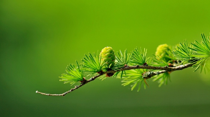blurred, macro, conifer, photography, cones, green