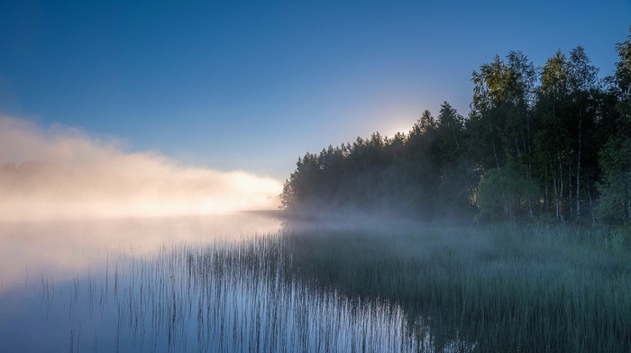nature, Russia, trees, mist, water, reeds, forest, landscape, lake, sunrise