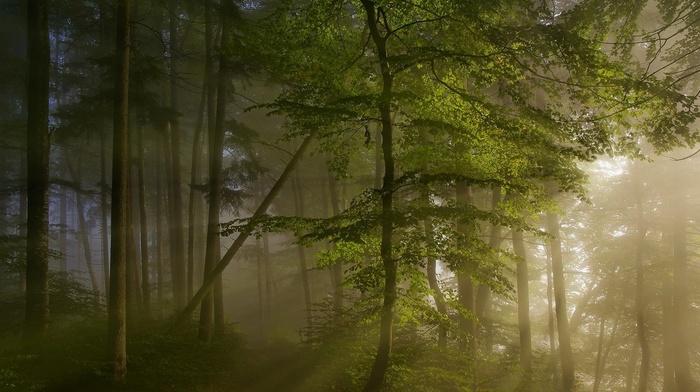 sunrise, sun rays, nature, forest, spring, mist, morning, green, trees, path, landscape