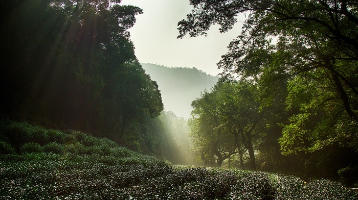 China, nature, West Lake, Hangzhou