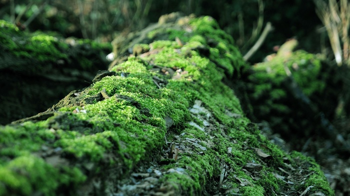 forest, blurred, nature, Life, moss, dead trees