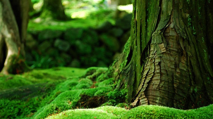 trees, forest, nature, green, bokeh, moss, depth of field