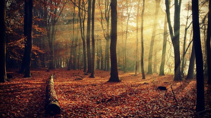 trees, plants, nature