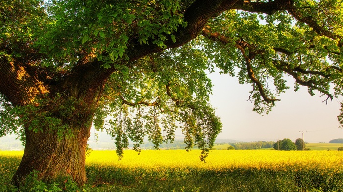 trees, plants, nature