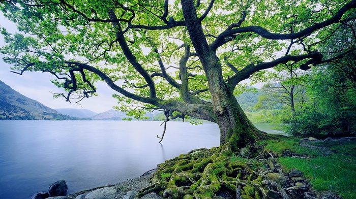 trees, roots, nature, landscape, lake, moss