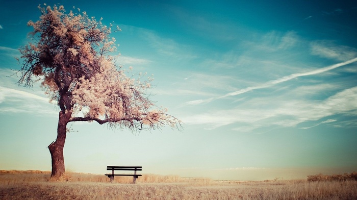 sky, ground, bench, trees, alone
