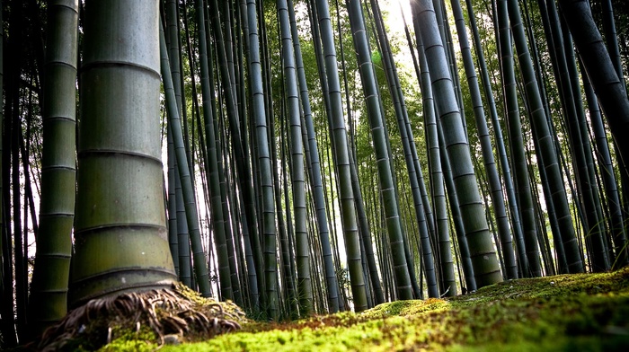 nature, trees, bamboo, forest