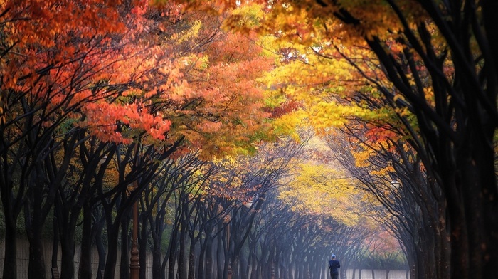 trees, morning, landscape, mist, nature, sunbeams, running, colorful, fall, park, leaves, tunnel