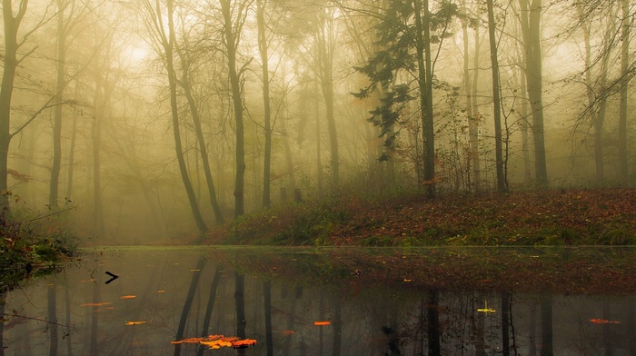 leaves, fall, landscape, water, mist, nature, morning, trees, calm, reflection, forest