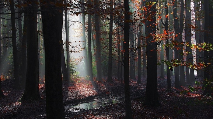 sun rays, nature, landscape, path, mist, forest, leaves, trees, fall, puddle