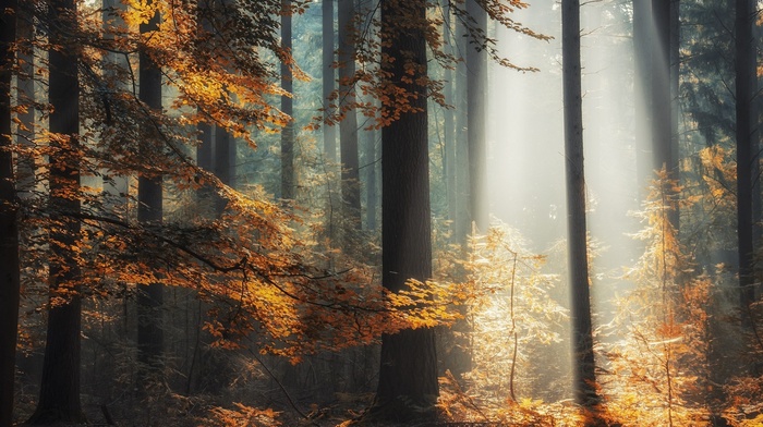 landscape, sun rays, sunlight, trees, mist, leaves, forest, nature, fall