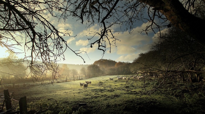 grass, clouds, landscape, field, trees, mist, animals, fence, branch, forest, sheep, nature
