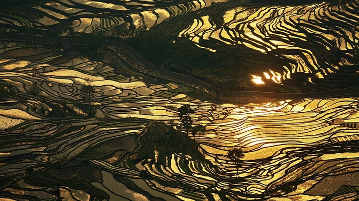 water, rice paddy, landscape, China, gold, sunlight, sunrise, nature, terraced field