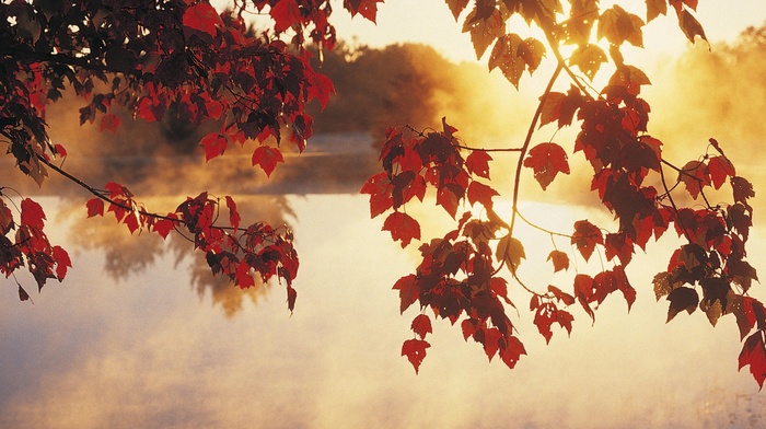 sunlight, lake, leaves, calm