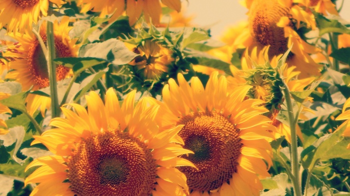 sunflowers, flowers