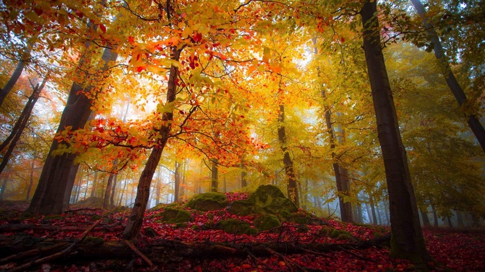 landscape, nature, fall, sunlight, trees, mist, forest, leaves, colorful