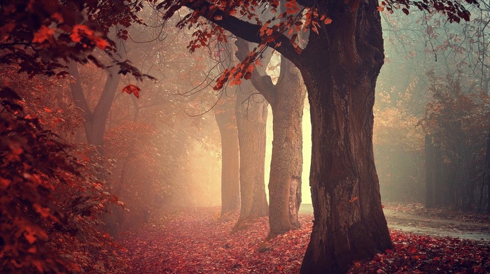 fall, trees, mist, nature, forest, leaves