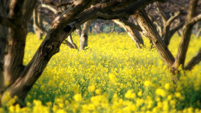 trees, landscape, San Luis Obispo, yellow flowers, nature