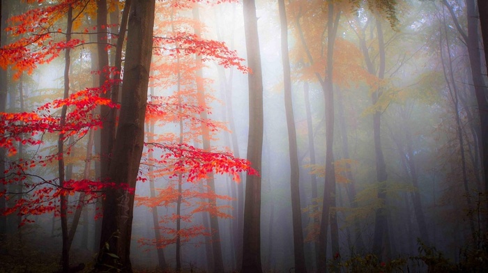 mist, forest, morning, trees, fall, leaves, landscape, red, nature, dark