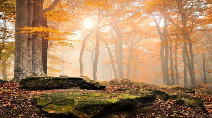 mist, moss, landscape, leaves, fall, nature, trees, sunrise, forest, yellow