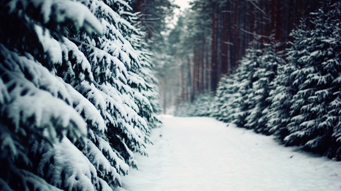 forest, snow, trees, winter