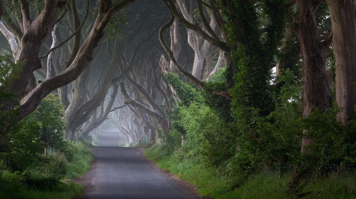 nature, landscape, path