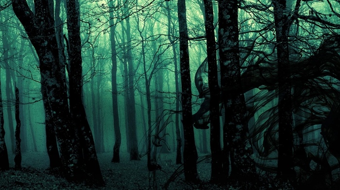 forest, dark, trees, landscape, gloomy, photo manipulation, nature