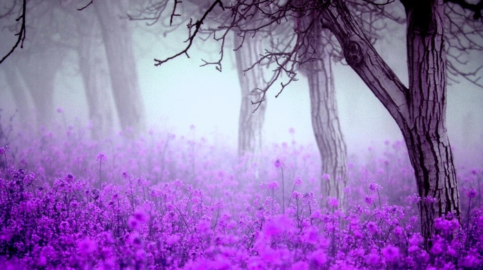 mist, nature, trees, flowers