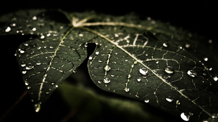 leaves, dark, water drops, macro, nature