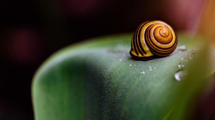 seashell, macro, snail