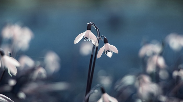 snowdrops, flowers, macro