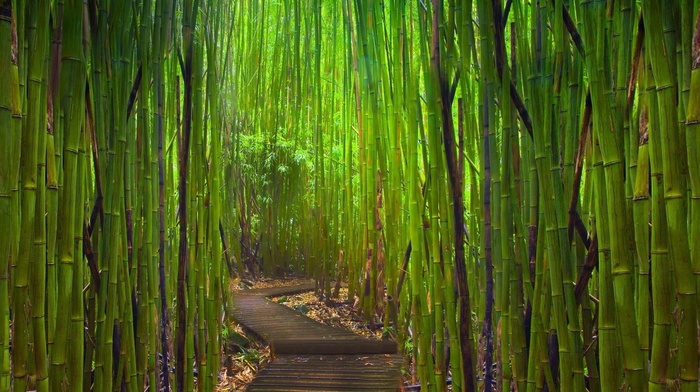garden, bamboo, Japanese Garden