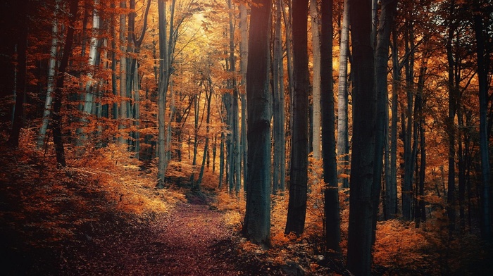 trees, shrubs, leaves, sunlight, path, nature, fall, forest, landscape