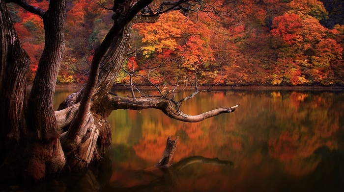 reflection, dead trees, South Korea, lake, forest, water, sadness, landscape, colorful, nature, sad, trees, fall