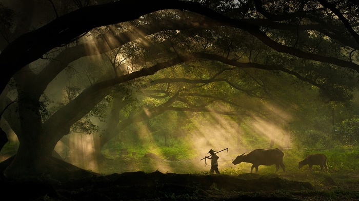 animals, photography, cows, sony, silhouette, sun rays, men, forest, nature, shepherd, trees, branch, moss, landscape