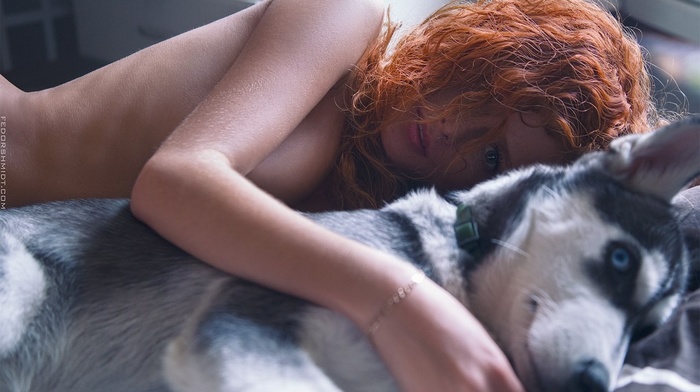 siberian husky, strategic covering, nude, lying down, topless, animals, redhead, dog, blue eyes, girl, Fedor Shmidt